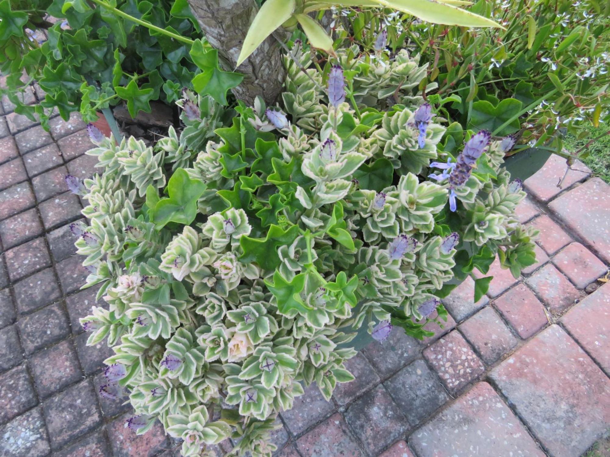 Whistlewood Guesthouse Walmer, Port Eizabeth Port Elizabeth Eksteriør billede